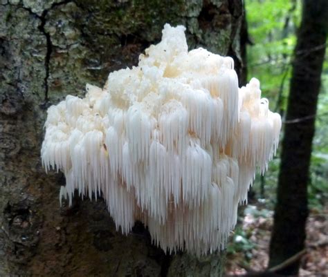 Where can i buy lion's mane mushrooms. Things To Know About Where can i buy lion's mane mushrooms. 